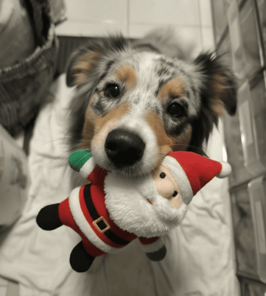 Avis clients satisfaits de notre pension