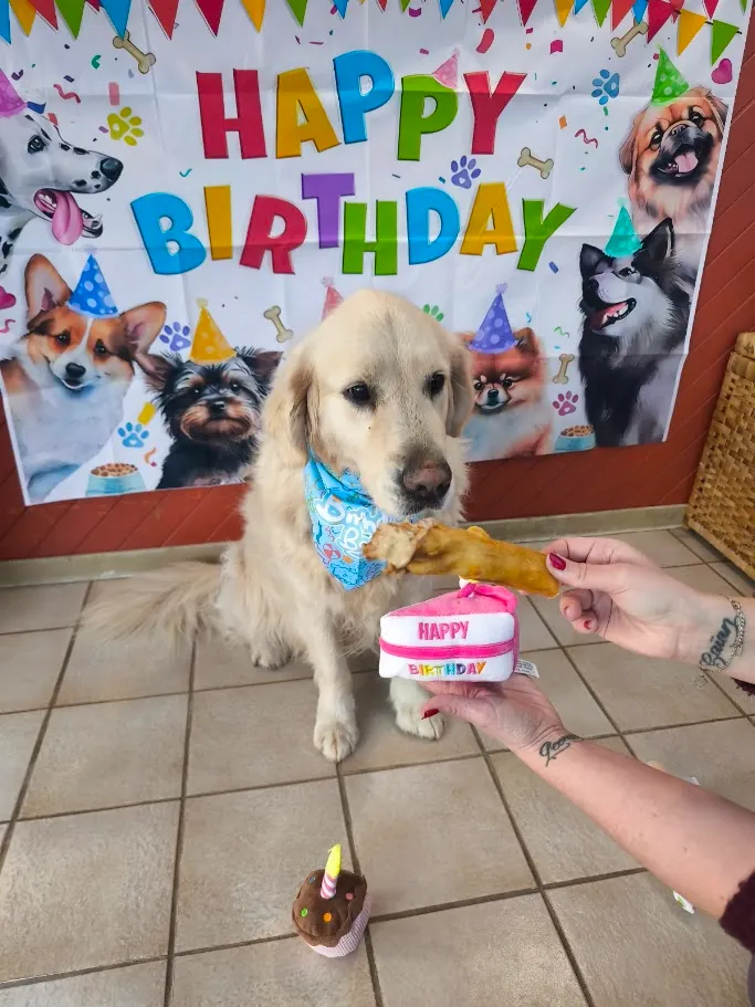 Garderie et socialisation canine à la journée
