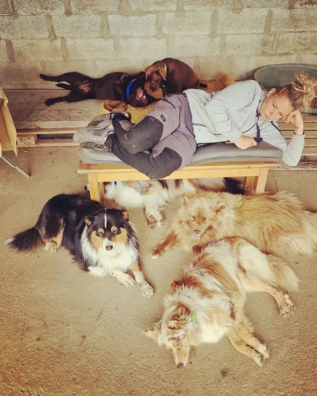 Garderie et socialisation canine à la journée